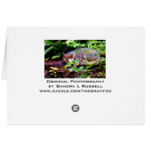 GRAY FOX UNDER TREE CARDS (Back Horizontal)
