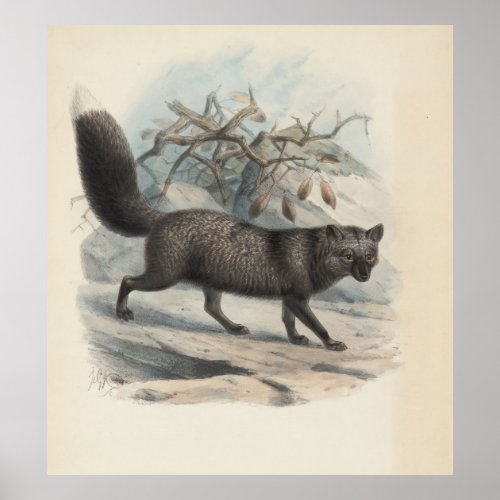 Gray Fox Vintage nature cat wildlife painting Poster