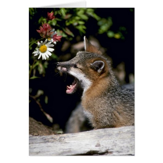 Gray Fox-young kit Cards (Front)