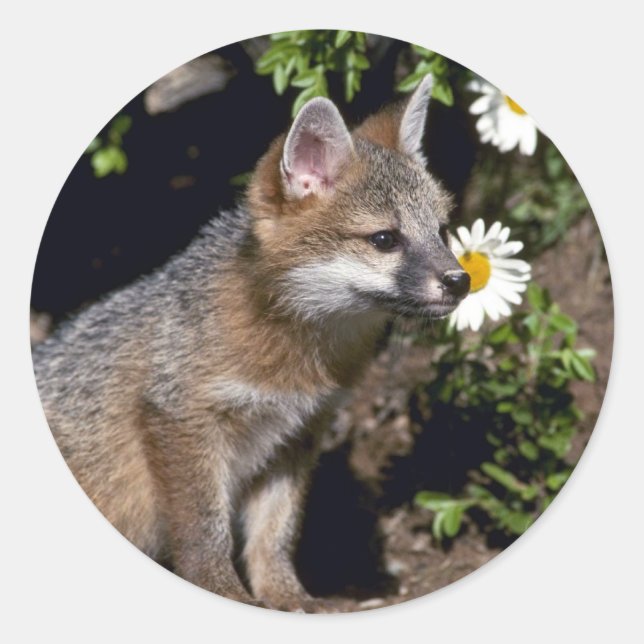 Gray Fox-young kit Classic Round Sticker (Front)