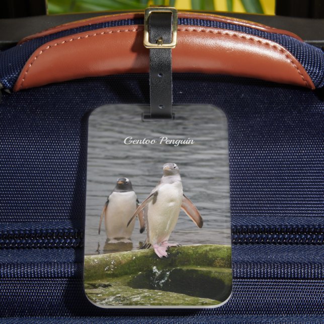 Gray Gentoo Penguin Edinburgh Zoo Scotland  Luggage Tag (Front Insitu 2)