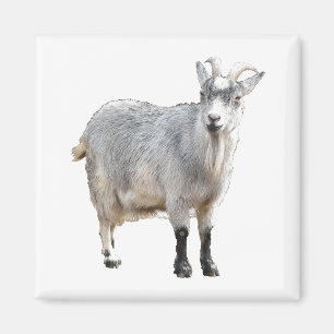 Gray Goat Farm Animal, Cute Nature Photography Magnet