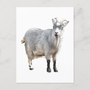 Gray Goat Farm Animal, Cute Nature Photography Postcard