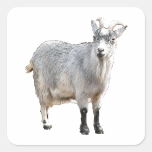 Gray Goat Farm Animal, Cute Nature Photography Square Sticker