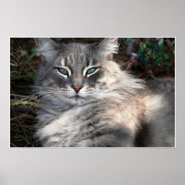 Gray Green-Eyed Maine Coon Cat Poster (Front)