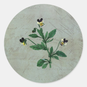 Gray Green with Botanical Violas Classic Round Sticker