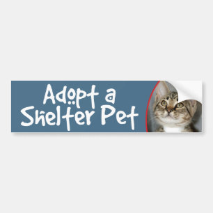 Gray (Grey) Tabby Kitten Bumper Sticker