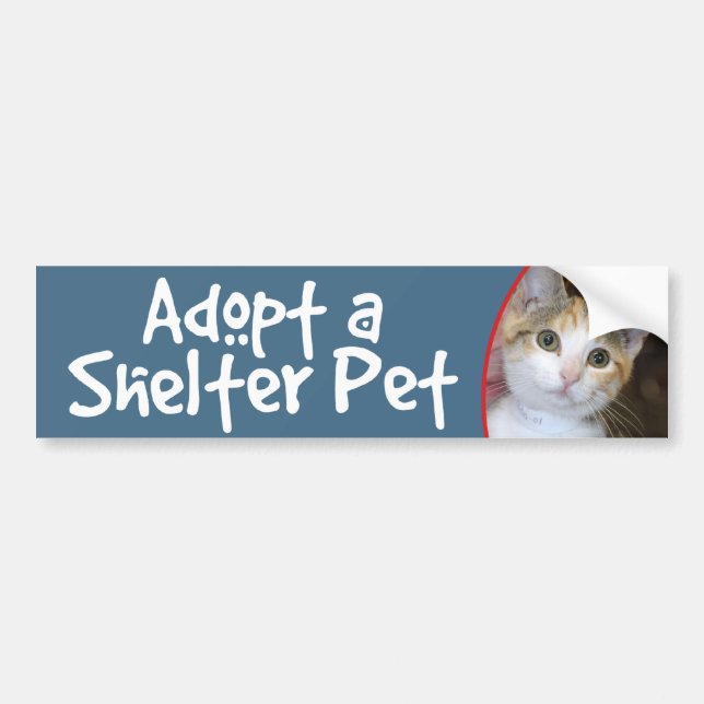 Gray(Grey) Tabby/White Kitten Bumper Sticker/Decal Sticker (Front)