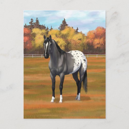 Gray Grulla Appaloosa Grullo Quarter Horse Stallio Postcard