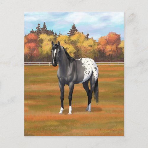 Gray Grulla Appaloosa Quarter Horse Stallion