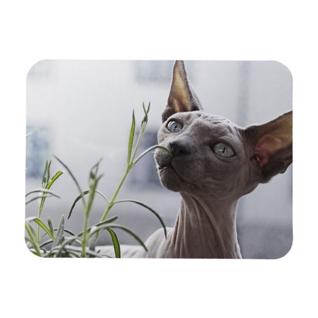 Gray Hairless Sphynx Cat Sniffing Plant Magnet (Horizontal)