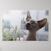 Gray Hairless Sphynx Cat Sniffing Plant