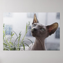 Gray Hairless Sphynx Cat Sniffing Plant