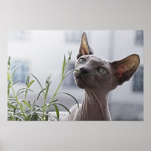 Gray Hairless Sphynx Cat Sniffing Plant Poster