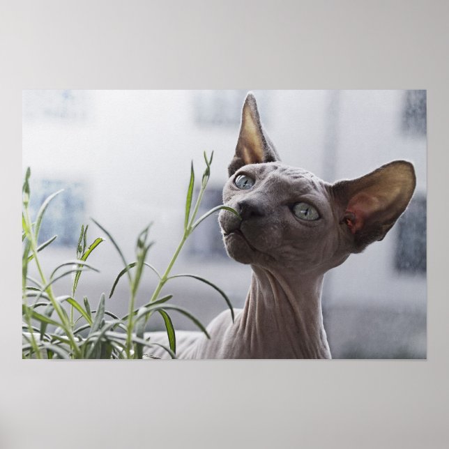 Gray Hairless Sphynx Cat Sniffing Plant Poster (Front)