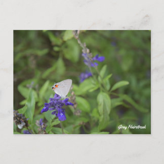Gray Hairstreak Butterfly Postcard