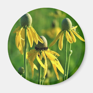 Gray-headed Coneflower Magnet