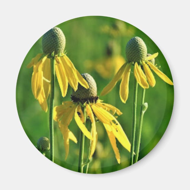 Gray-headed Coneflower Magnet (Front)