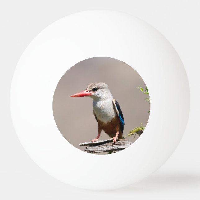 Gray-Headed Kingfisher Ping Pong Ball (Back)
