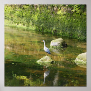 Gray Heron at a River in Warkworth Northumberland Poster