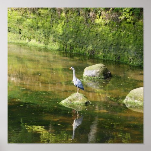 Gray Heron at a River in Warkworth Northumberland Poster