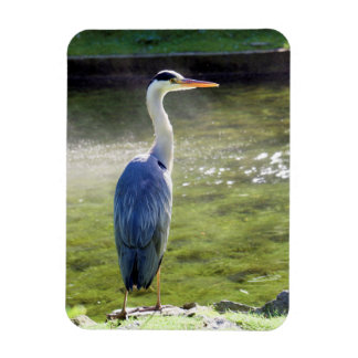 Gray heron Flexible Photo Magnet #3