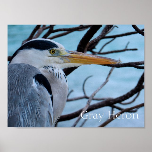Gray Heron Poster (Front)