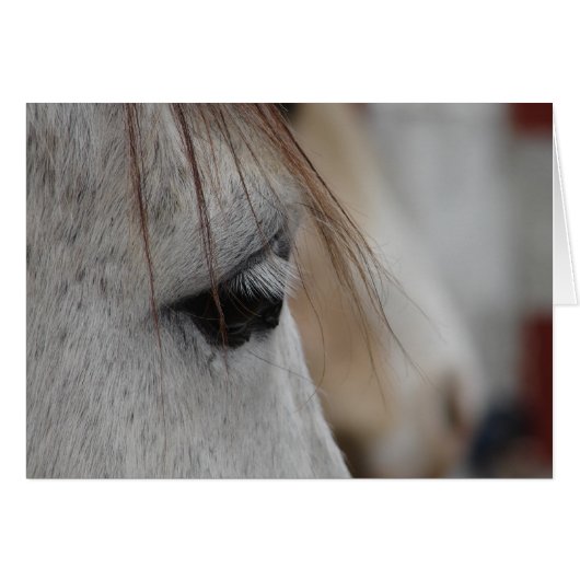 Gray Horse Eye Cards (Front Horizontal)