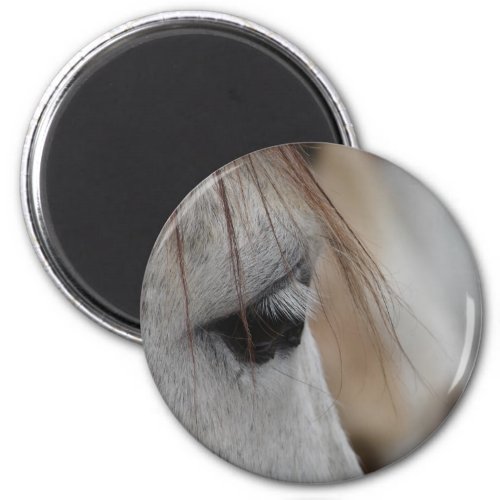 Gray Horse Eye Magnet