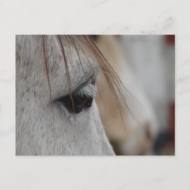 Gray Horse Eye Postcard (Front)