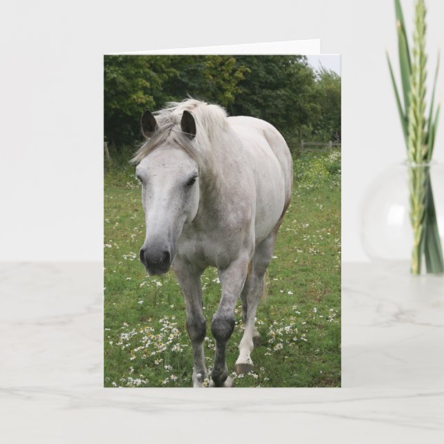 Gray Horse  Greeting Card (Front)