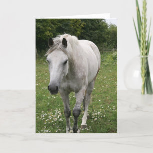 Gray Horse Greeting Card