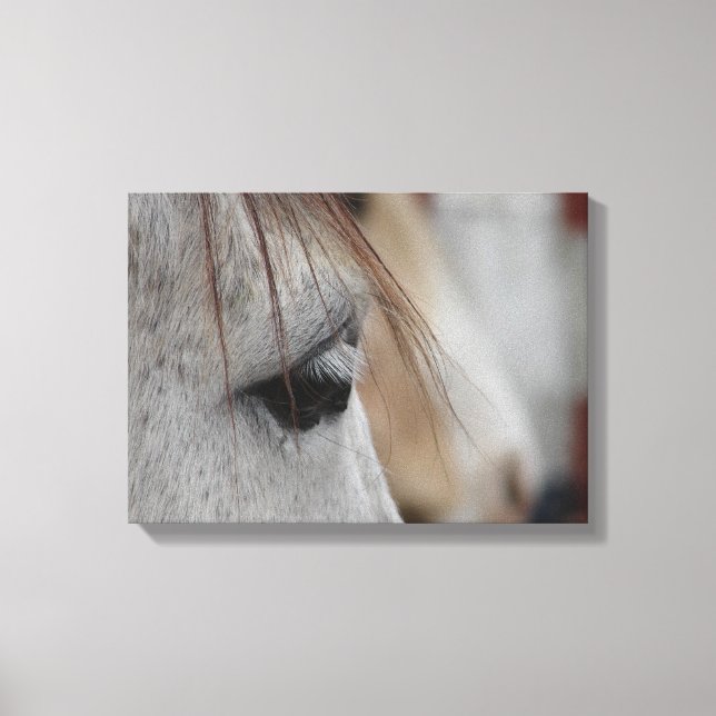 Gray Horse Head Side View Canvas Print (Front)