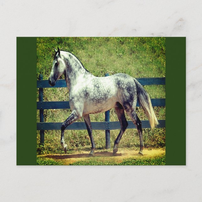 Gray Horse Postcard (Front)