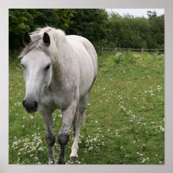 Gray Horse  Poster by HorseStall at Zazzle