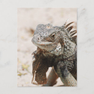 Gray Iguana Postcard