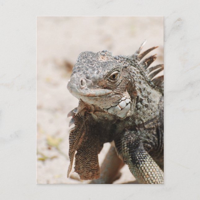 Gray Iguana Postcard (Front)