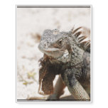 Gray Iguana Temporary Tattoos