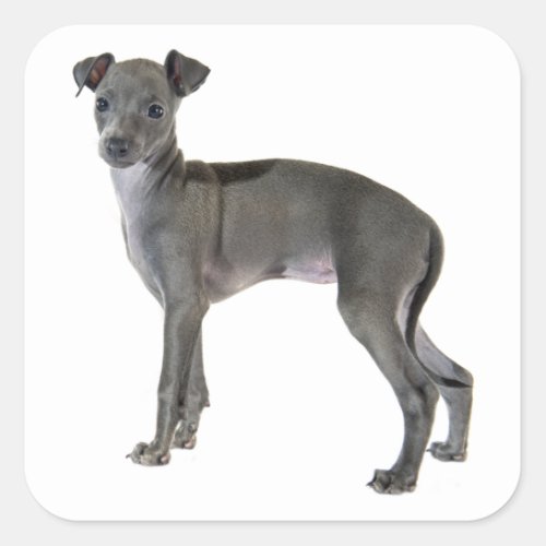 Gray Italian Greyhound Puppy Dog Square Sticker