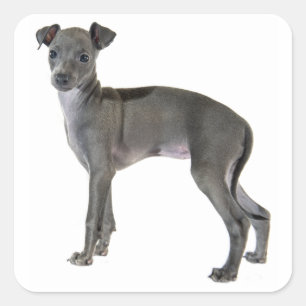 Gray Italian Greyhound Puppy Dog Square Sticker