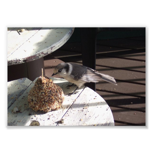 Gray Jay and Bell Photo Print (Front)