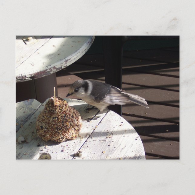 Gray Jay and Bell Postcard (Front)