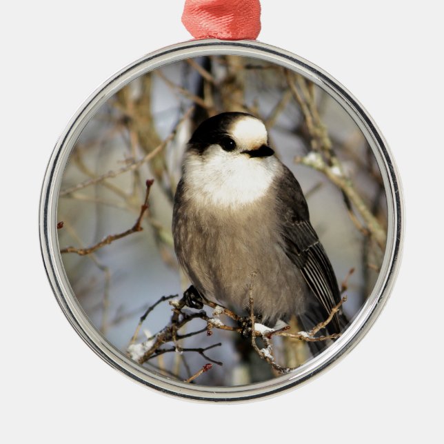 Gray Jay Metal Ornament (Front)