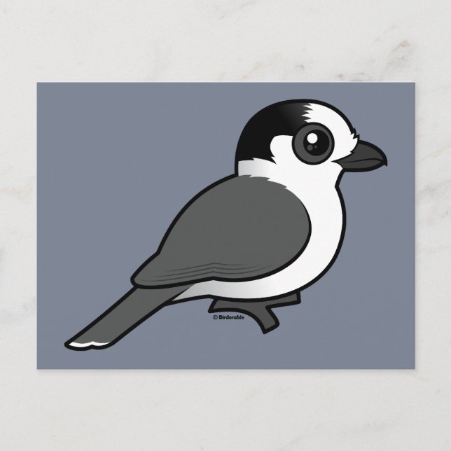 Gray Jay Postcard (Front)