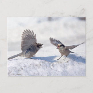 Gray Jays 9737 Postcard