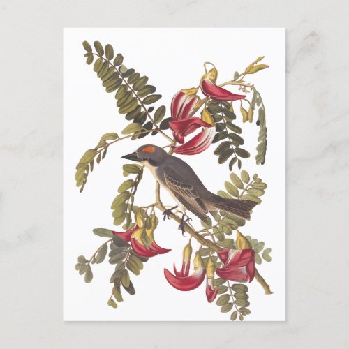 Gray Kingbird Audubon Bird on Flowering Tree  Postcard
