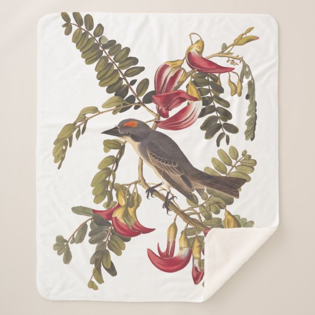 Gray Kingbird Audubon Bird on Flowering Tree Sherpa Blanket (Front)
