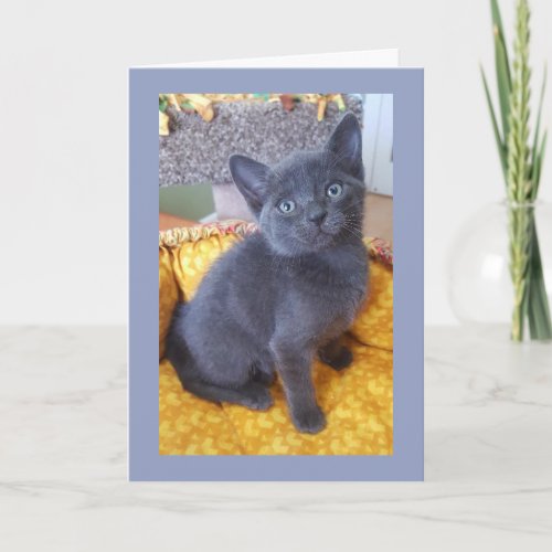 Gray Kitten Birthday or All Occasion Card