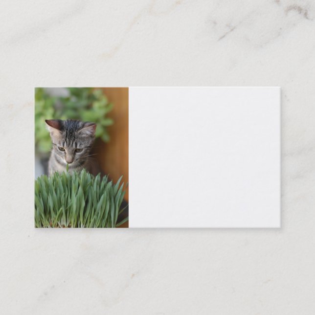 Gray Kitten Business Card (Front)