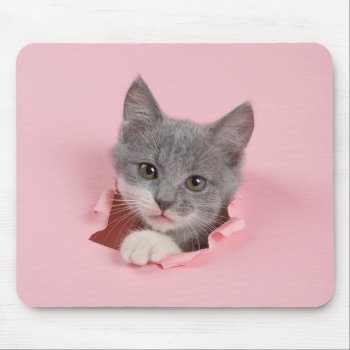 Gray Kitten Mouse Pad by FantasyCases at Zazzle